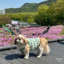 노원-상계-2116 | 2025 불암산 철쭉제 | 철쭉동산 애견 동반 임시 주차장 후기 (4.26 방문)