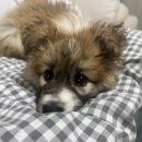 금새결혼정보 | 포인핸드 입양 절차, 준비물, 입양후기까지