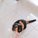 산본중앙동물병원 이미지