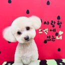 모든애견미용실 | 믿고 맡기는 안양동애견미용 쁘띠아몽 애견미용실 후기