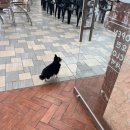 애플이네펫미장원 이미지