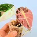 알로하주