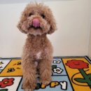 포포퍼피 이미지