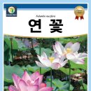농업회사법인 연꽃정원유한회사 | 2026년 다농 신규 씨앗 - 연꽃 씨앗 /연꽃 씨앗 발아 방법