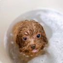 베리굿동물병원 이미지