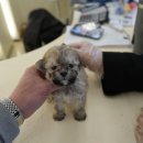 건강한 강아지 | 홍스퍼피 수원본점 다녀온 후기 – 건강한 강아지를 만나고 싶다면 추천