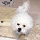 즐겨찾개 이미지