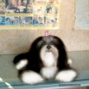 행운켄넬 이미지