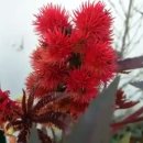 Ricinus communis(Castor oil plant,피마자) 이미지