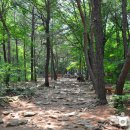 수리산산림욕장 이미지