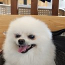 초량애견 이미지