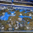 중도매인 7번 이미지