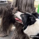 힐링독아카데미 이미지