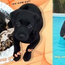 보보스PC존 이미지