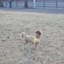 목안 | 강아지하네스 추천 사계절 사용가능한 핏펫 헤이테일 소형견 가슴줄로 목안아프게 산책시킨 후기