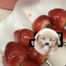 빵티시에 이미지