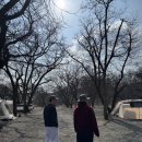 초평밤나무 이미지