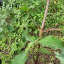 튼튼한우 농장 이미지