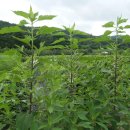 수호농장 이미지