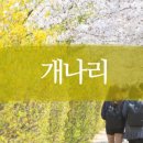 개나리꽃농원 이미지