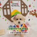 커멍 | 수원애견카페 커멍요 주차·요금 내돈내산 후기, 호텔·유치원·미용·데이케어 한 번에