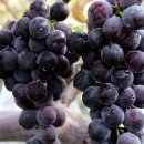 소리개농장 이미지