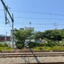 빠마떡볶이 | ‘21주차 임산부’ 이것저것 일상 (코스트코 토스카노오일, 중기정밀초음파)