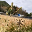 도깨비풀 네이버블로그