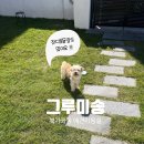 그루미송 이미지