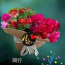 고운님 Daum카페