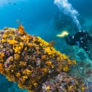 와이키키다이버스 이미지