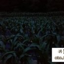 다모아농장 이미지