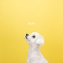 릴리리독 이미지