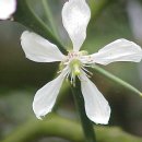 탱자한의원 이미지