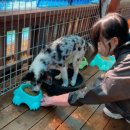 (주)에이아이포펫 이미지