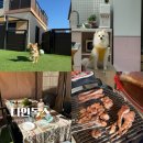 충남가스 | 충남 안면도 애견동반 펜션 태안 숙소 추천 나인독스 내돈내산 가족여행 후기