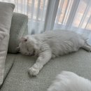 야옹아 부탁해 이미지