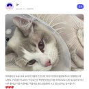 코냥코냥 이미지