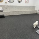 봉봉애견카페호텔 이미지