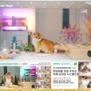 포항고양이분양 새로운 가족과의 만남