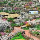 고향의봄 이미지