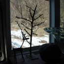 엘크사슴 이미지