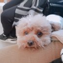 행복드림 동물병원 이미지