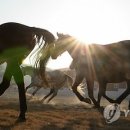 거창 오로라 승마장 이미지