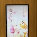 벚꽃 가득한 봄 한정 메뉴 🌸여의도 브런치 유주키친 방문 후기