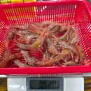 6월1일.활도화.꽃새우,성게알,활오징어회,맛조개,대나발소라,미더덕,특大참멍게 이미지