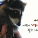 충남야생동물구조센터 이미지