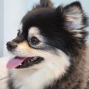 티어리베 이미지