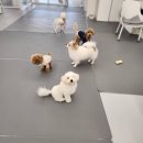 에덴유치원 | 안심하고 맡길 수 있는, 에덴애견유치원호텔 이용 후기
