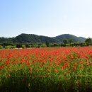 울산태화강 꽃축제 이미지